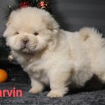Darvin-male-chow-chow-puppy-for-sale-1 (2)