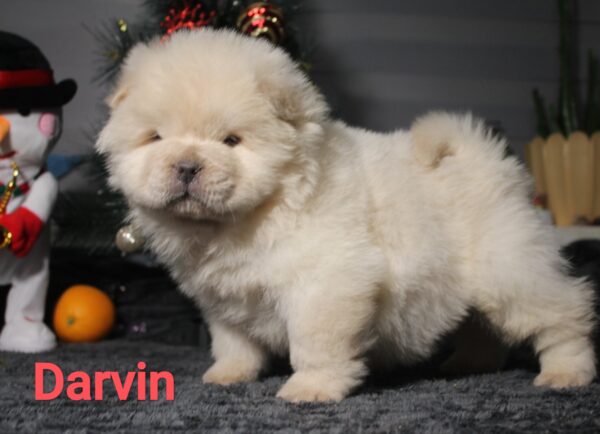 Darvin Chow-Chow