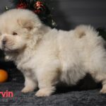 Darvin-male-chow-chow-puppy-for-sale-1 (3)