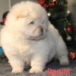 Darvin-male-chow-chow-puppy-for-sale-1 (4)