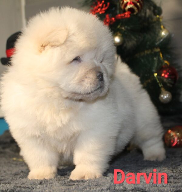 Darvin Chow-Chow
