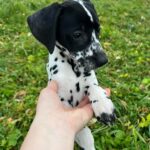 Della-female-Dalmatian-puppy-for-sale-1