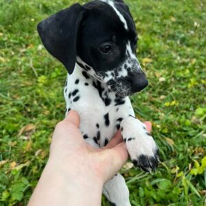 Della Dalmatian Della Dalmatian