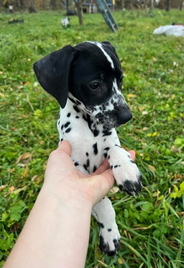 Della Dalmatian Della Dalmatian