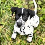 Della-female-Dalmatian-puppy-for-sale-2