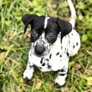 Della Dalmatian Della Dalmatian