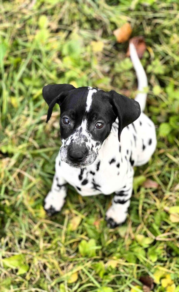 Della Dalmatian Della Dalmatian