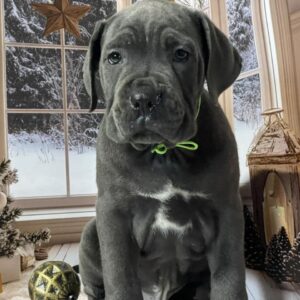 Dereck Cane Corso Dereck Cane Corso