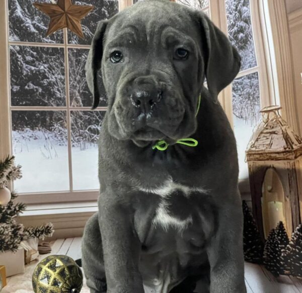 Dereck Cane Corso Dereck Cane Corso