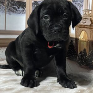 Diana Cane Corso Diana Cane Corso