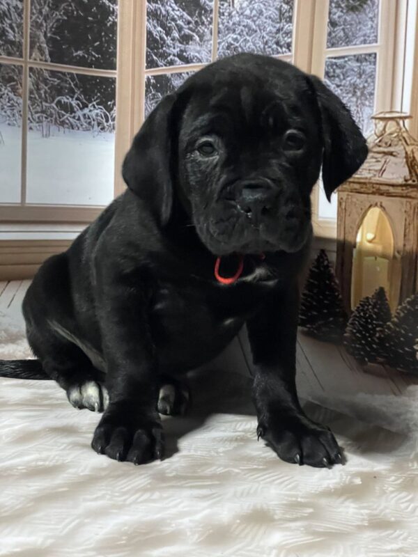 Diana Cane Corso Diana Cane Corso