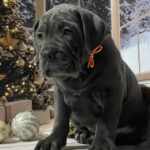 Dirhana-female-Corso-puppy-for-sale-1