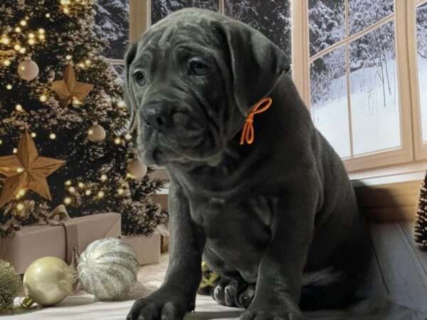 Dirhana Cane Corso Dirhana Cane Corso