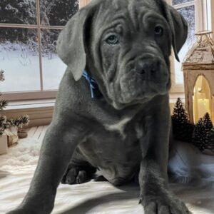 Dixon Cane Corso Dixon Cane Corso