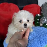 Dobby-male-maltipoo-puppy-for-sale-1 (1)