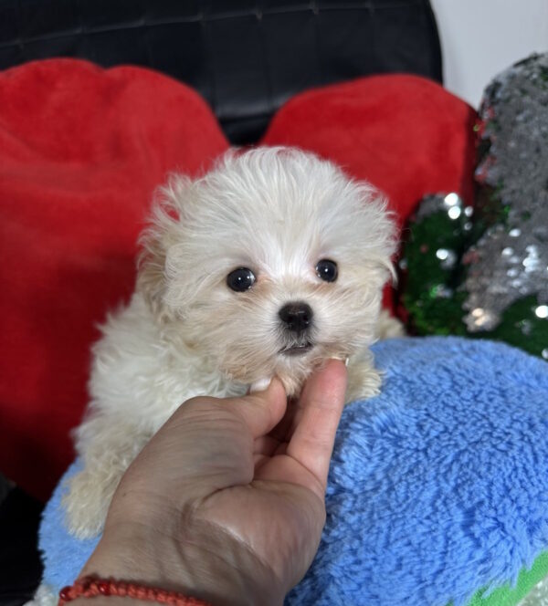 Dobby Maltipoo Dobby Maltipoo