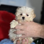 Dobby-male-maltipoo-puppy-for-sale-1 (2)