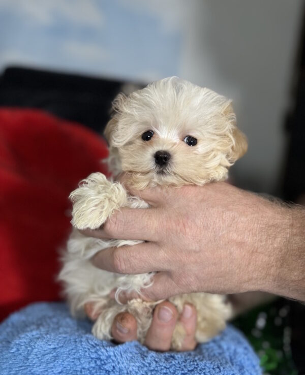 Dobby Maltipoo Dobby Maltipoo