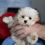 Dobby-male-maltipoo-puppy-for-sale-1 (3)