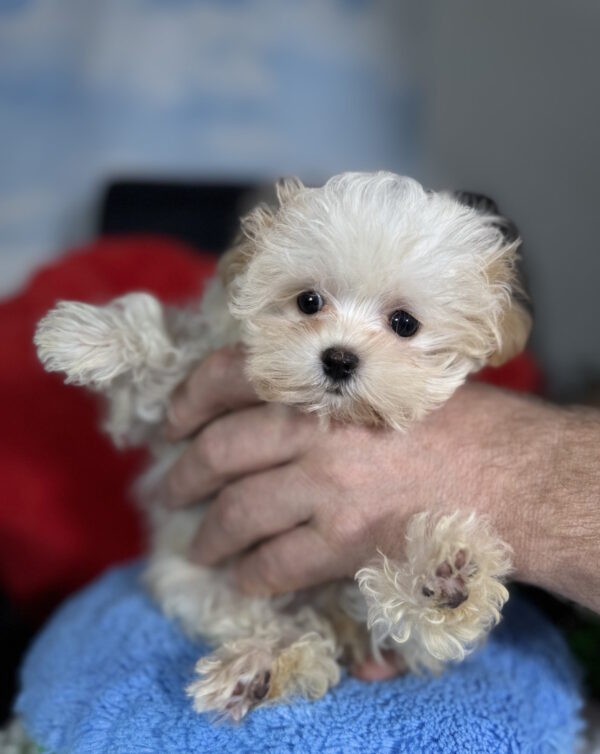 Dobby Maltipoo Dobby Maltipoo