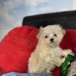 Dobby-male-maltipoo-puppy-for-sale-1 (4)