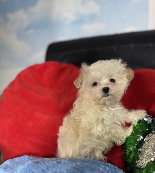 Dobby Maltipoo Dobby Maltipoo