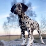 Domino-male-Dalmatian-puppy-for-sale-1