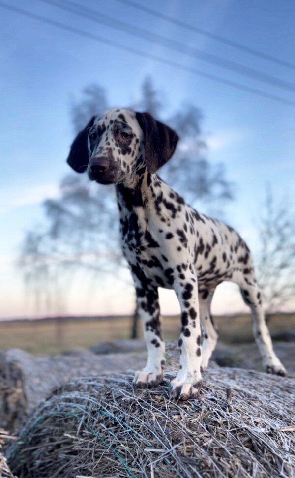 Domino Dalmatian Domino Dalmatian