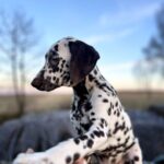 Domino-male-Dalmatian-puppy-for-sale-2
