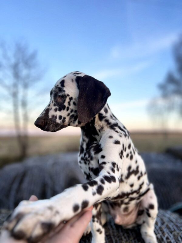 Domino Dalmatian Domino Dalmatian