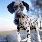Domino-male-Dalmatian-puppy-for-sale-3