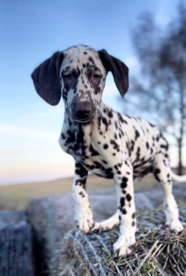 Domino Dalmatian Domino Dalmatian