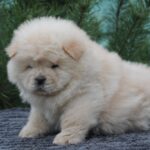 Donatello-male-chow-chow-puppy-for-sale-1 (1)