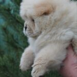 Donatello-male-chow-chow-puppy-for-sale-1 (2)