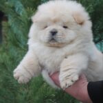 Donatello-male-chow-chow-puppy-for-sale-1 (3)
