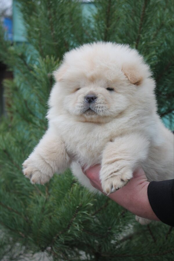 Donatello Chow-Chow