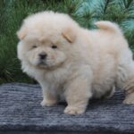 Donatello-male-chow-chow-puppy-for-sale-1 (4)
