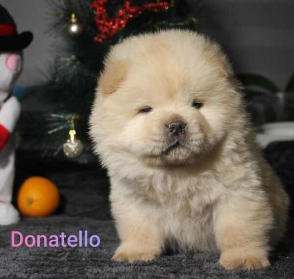 Donatello Chow-Chow