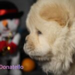 Donatello-male-chow-chow-puppy-for-sale-1v (2)