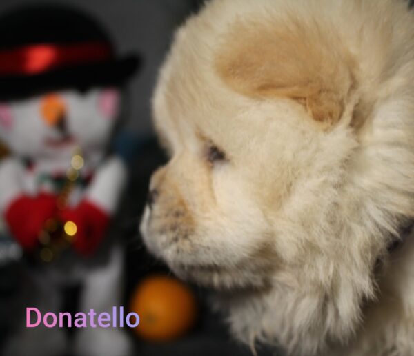 Donatello Chow-Chow