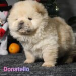 Donatello-male-chow-chow-puppy-for-sale-1v (3)