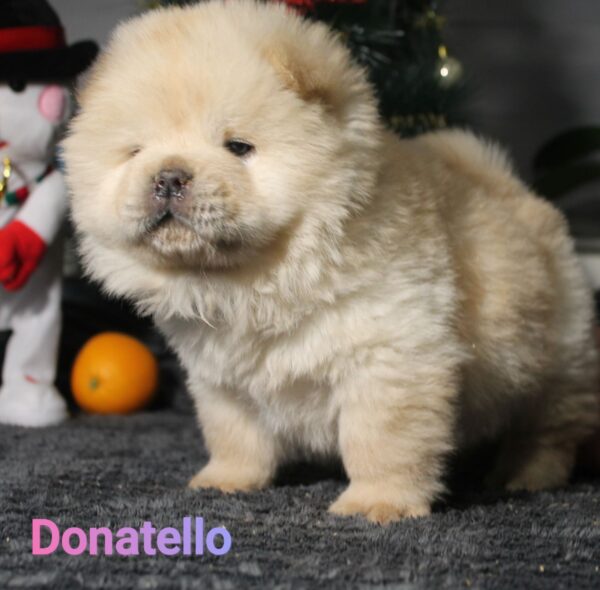 Donatello Chow-Chow