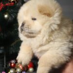 Donatello-male-chow-chow-puppy-for-sale-1v (4)