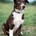 Donny-male-Border-Collie-puppy-for-sale-1