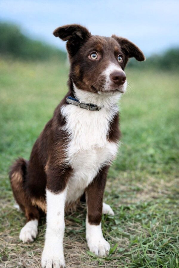 Donny Border Collie Donny Border Collie