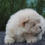 Drago-male-chow-chow-puppy-for-sale-1 (1)