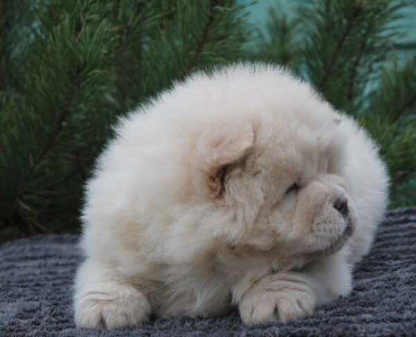 Drago Chow-Chow Drago Chow-Chow