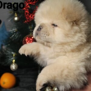 Drago Chow-Chow