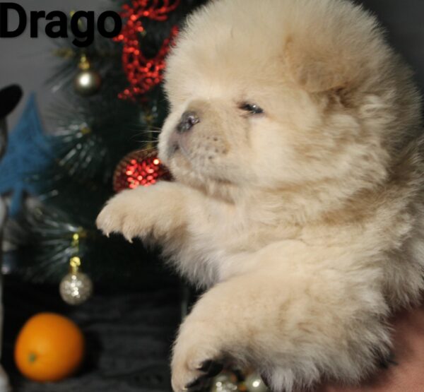 Drago Chow-Chow