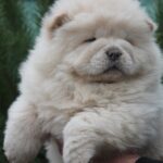 Drago-male-chow-chow-puppy-for-sale-1 (2)